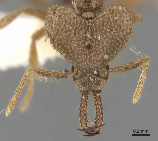 Strumigenys gyrogenys specimen CASENT0900752 image casent0900752_2