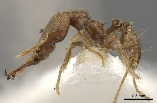 Strumigenys gyrogenys specimen CASENT0900752 image casent0900752_3