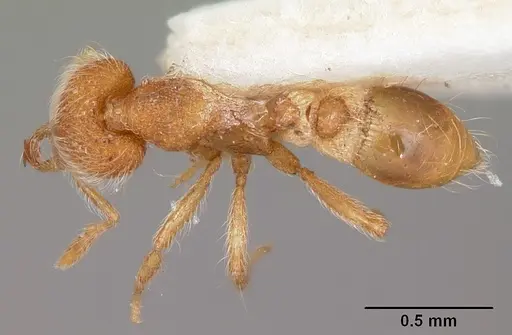 Strumigenys habropilosa specimen CASENT0102656 image casent0102656_1