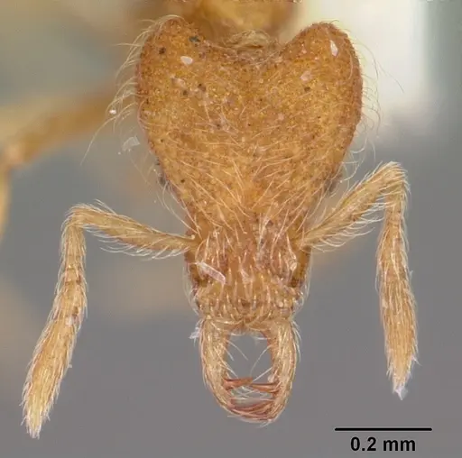 Strumigenys habropilosa specimen CASENT0102656 image casent0102656_2