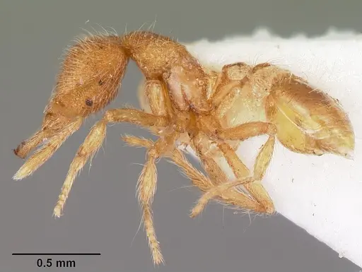 Strumigenys habropilosa specimen CASENT0102656 image casent0102656_3