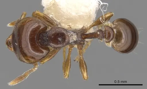Strumigenys hadrodens specimen CASENT0900204 image casent0900204_1