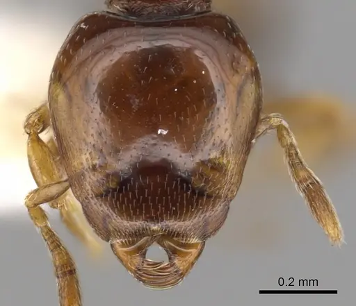 Strumigenys hadrodens specimen CASENT0900204 image casent0900204_2