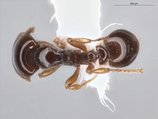 Strumigenys hadrodens specimen ECOFOG-PA14-0174-03 image ecofog-pa14-0174-03_1