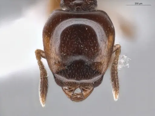 Strumigenys hadrodens specimen ECOFOG-PA14-0174-03 image ecofog-pa14-0174-03_2