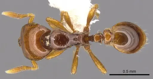 Strumigenys halosis specimen CASENT0900205 image casent0900205_1