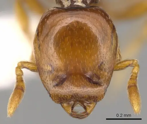 Strumigenys halosis specimen CASENT0900205 image casent0900205_2