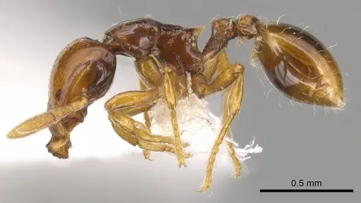 Strumigenys halosis specimen CASENT0900205 image casent0900205_3