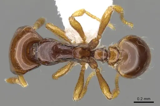 Strumigenys halosis specimen CASENT0914594 image casent0914594_1