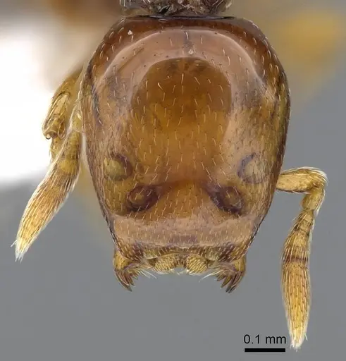 Strumigenys halosis specimen CASENT0914594 image casent0914594_2