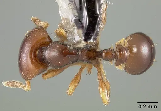 Strumigenys halosis specimen USNMENT00446524 image usnment00446524_1