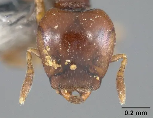 Strumigenys halosis specimen USNMENT00446524 image usnment00446524_2