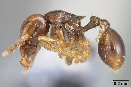 Strumigenys halosis specimen USNMENT00446524 image usnment00446524_3