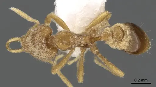 Strumigenys harpyia specimen CASENT0900895 image casent0900895_1