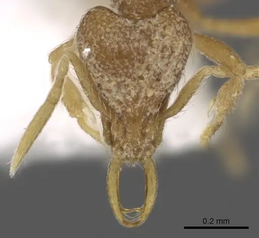 Strumigenys harpyia specimen CASENT0900895 image casent0900895_2