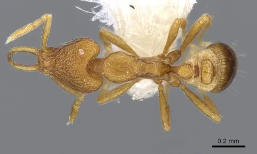 Strumigenys harpyia specimen CASENT0914800 image casent0914800_1