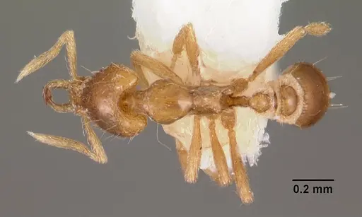 Strumigenys hastyla specimen CASENT0102607 image casent0102607_1