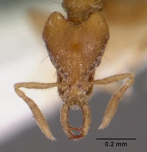 Strumigenys hastyla specimen CASENT0102607 image casent0102607_2