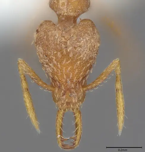 Strumigenys hastyla specimen CASENT0411623 image casent0411623_1