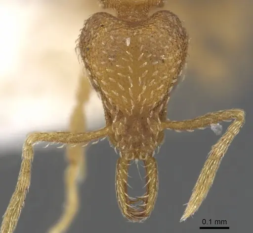 Strumigenys hastyla specimen CASENT0900620 image casent0900620_2