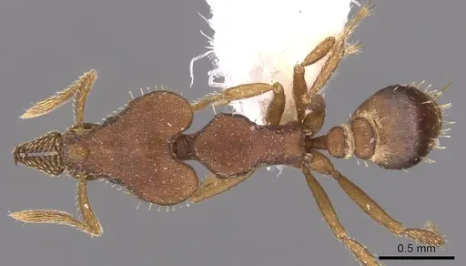 Strumigenys hastyla specimen CASENT0900770 image casent0900770_1
