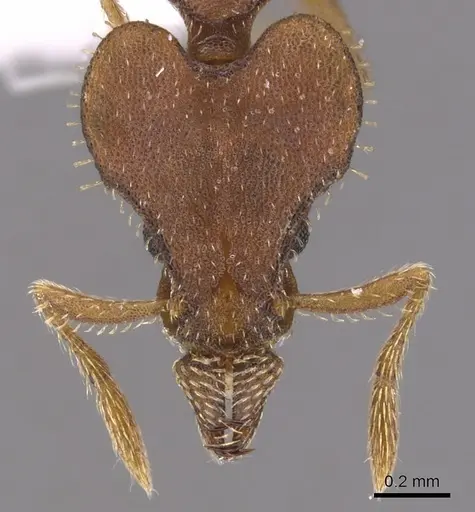 Strumigenys hastyla specimen CASENT0900770 image casent0900770_2