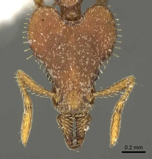Strumigenys hastyla specimen CASENT0915693 image casent0915693_2