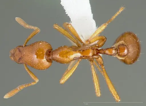 Strumigenys hathor specimen CASENT0005451 image casent0005451_2