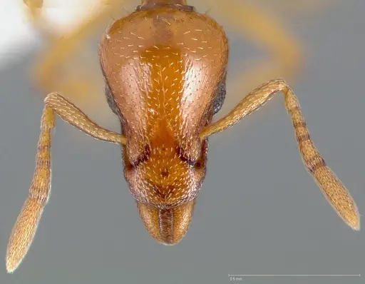 Strumigenys hathor specimen CASENT0005451 image casent0005451_4