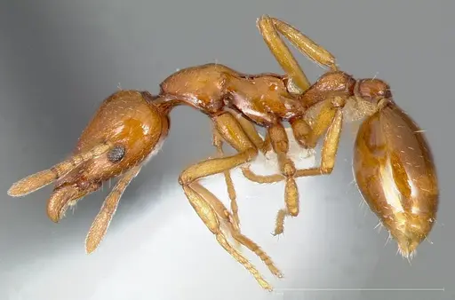 Strumigenys hathor specimen CASENT0005451 image casent0005451_6