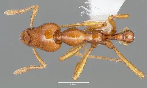 Strumigenys hathor specimen CASENT0005986 image casent0005986_1