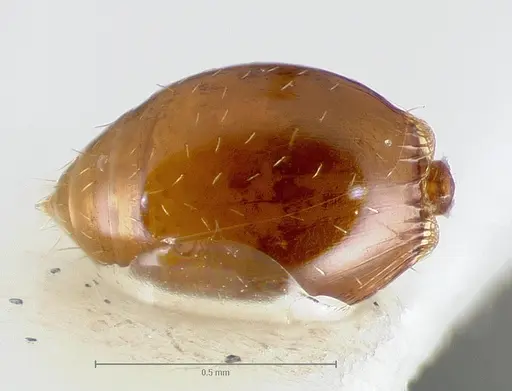 Strumigenys hathor specimen CASENT0005986 image casent0005986_2