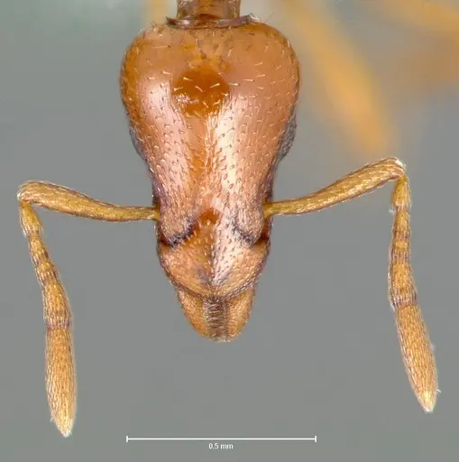 Strumigenys hathor specimen CASENT0005986 image casent0005986_3