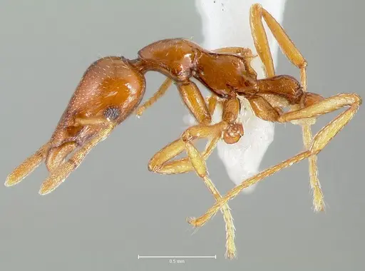 Strumigenys hathor specimen CASENT0005986 image casent0005986_4