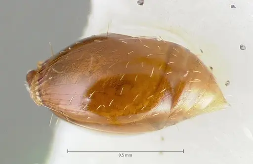Strumigenys hathor specimen CASENT0005986 image casent0005986_5