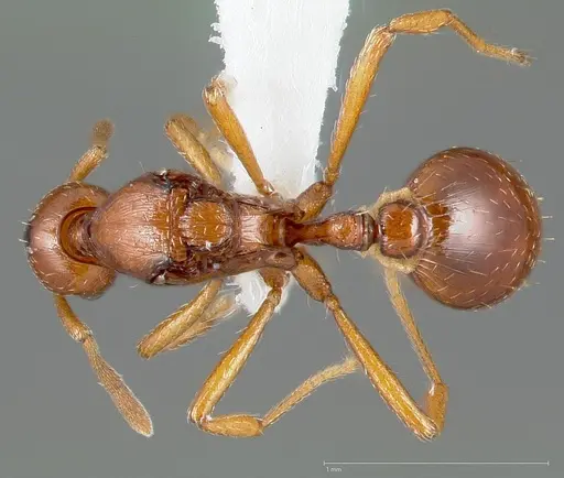 Strumigenys hathor specimen CASENT0006072 image casent0006072_1