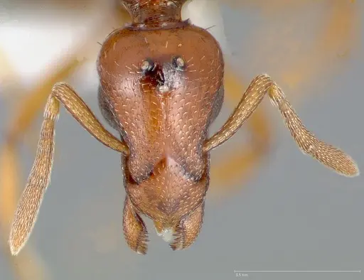 Strumigenys hathor specimen CASENT0006072 image casent0006072_2