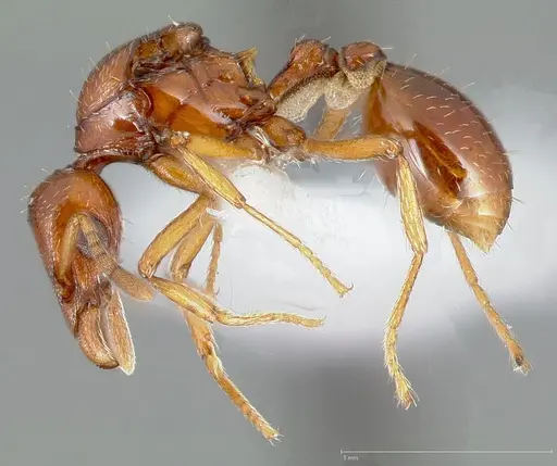 Strumigenys hathor specimen CASENT0006072 image casent0006072_3