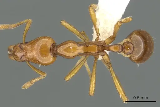 Strumigenys hathor specimen CASENT0900039 image casent0900039_1