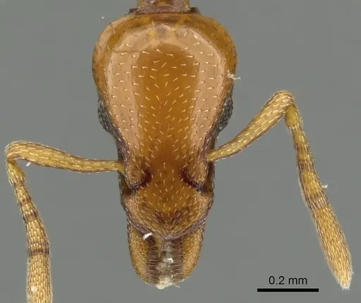 Strumigenys hathor specimen CASENT0900039 image casent0900039_2
