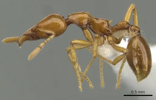 Strumigenys hathor specimen CASENT0900039 image casent0900039_3