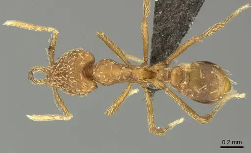 Strumigenys havilandi specimen CASENT0249003 image casent0249003_1