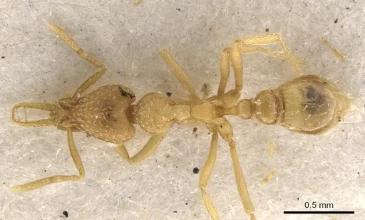Strumigenys havilandi specimen CASENT0900624 image casent0900624_1