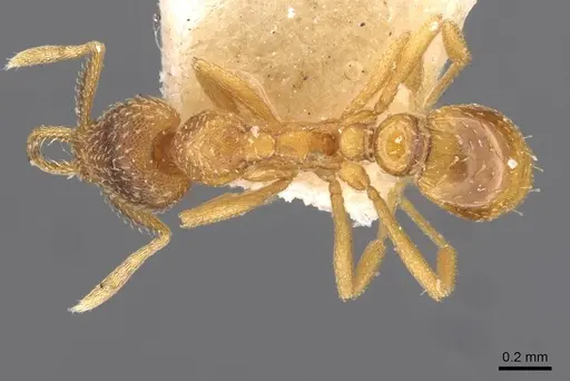 Strumigenys havilandi specimen CASENT0909304 image casent0909304_1
