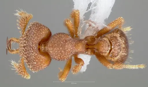 Strumigenys heliani specimen CASENT0005550 image casent0005550_1