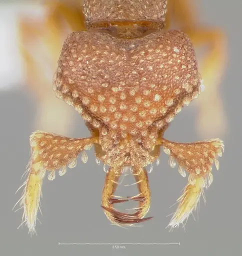 Strumigenys heliani specimen CASENT0005550 image casent0005550_2