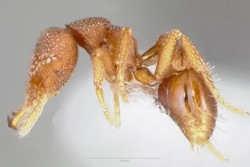 Strumigenys heliani specimen CASENT0005550 image casent0005550_3