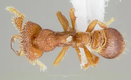 Strumigenys heliani specimen CASENT0005551 image casent0005551_1