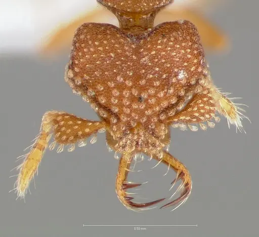 Strumigenys heliani specimen CASENT0005551 image casent0005551_2