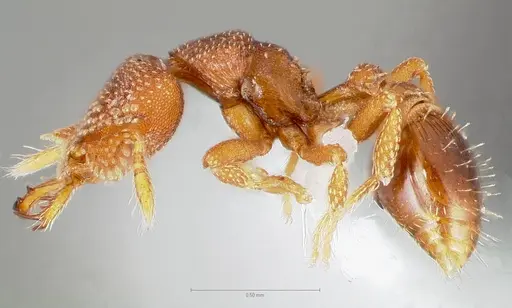 Strumigenys heliani specimen CASENT0005551 image casent0005551_3